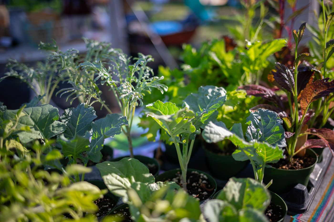 Tables of plants and greenery